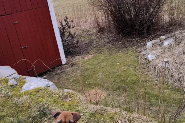 att.NXk1FQ21QNYl5dqR3LNnywS7QAkwR_YqjnRrudD91JY