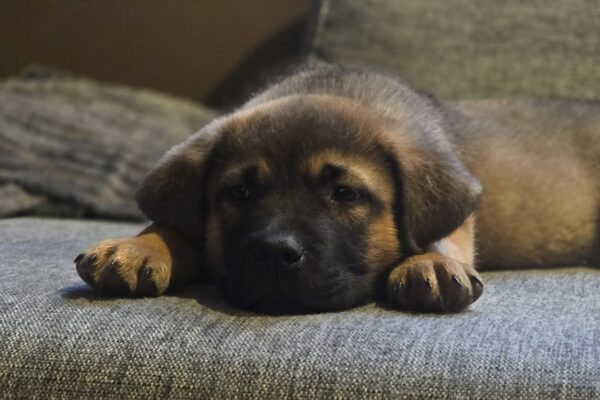 att.Q7ty_RnLv8HEDJ4gELHRGIild3uLP8BL21Tz185EeyM