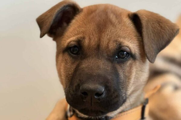 att.aZK9PBob017unHkElr9B-yvgeiTBhCSD4ivkUMyuBGo