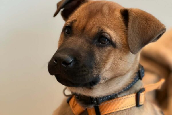 att.dzP7HBnHQB5V8aVr7h35j3rN-QPy0QHiYBUKWhvZpRo