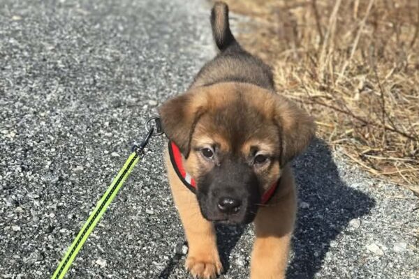 att.fDk0EOl0R1xhx-tHdX69BoTv05goX_jxnNRPj4Nu4UA